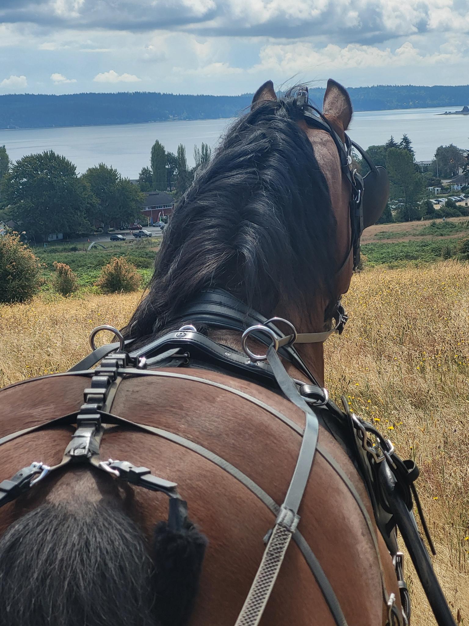 Horse drive