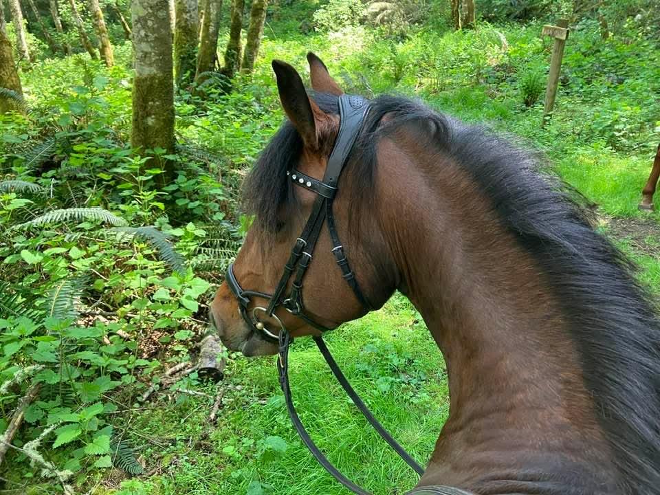 Horse head