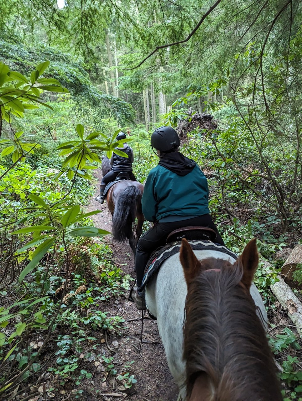 Horse rider on trail at sunset